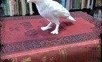 ABC druku 3D czyli nowy projekt edukacyjny Miejskiej Biblioteki Publicznej w Siemianowicach Śląskich