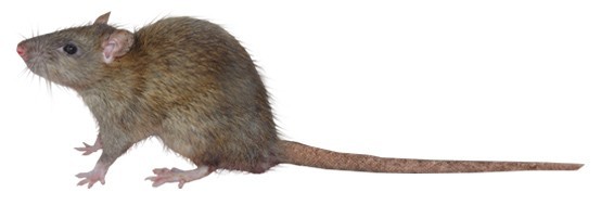 Szczur