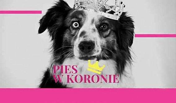 Wizerunek psa w koronie. Grafika promująca akcję wolontariacką.