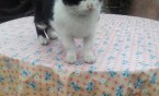 Kotek szuka domu !!!