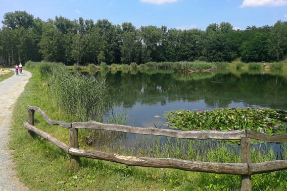 Staw Rzęsa