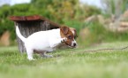 Pierwsze wybiegi dla psów coraz bliżej