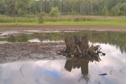 Susza i mała ilość opadów oraz obniżenie się wód gruntowych spowodowało wysychanie stawu.