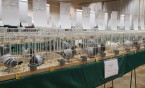 Wystawa gołębi pocztowych w DK „Chemik”