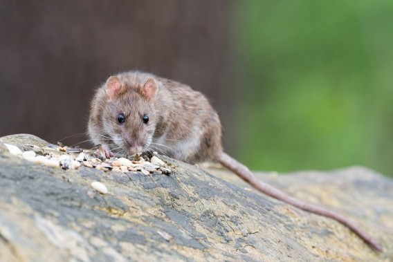 Rattus rattus