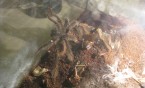 To nie była tarantula