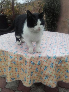 Kotek do adopcji