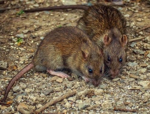Od 23.03.2019 roku do 21.04.2019 roku należy przeprowadzić powszechną, obowiązkową akcję…