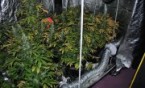 "Plantator" w rękach policji