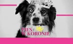 Pies w koronie, czyli co zrobić z psem, gdy jesteśmy na kwarantannie?