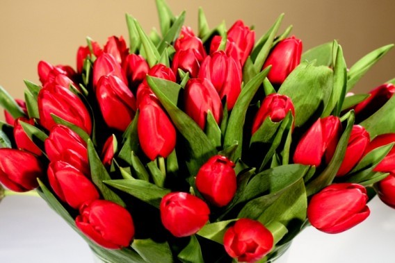 Bukiet czerwonych tulipanów