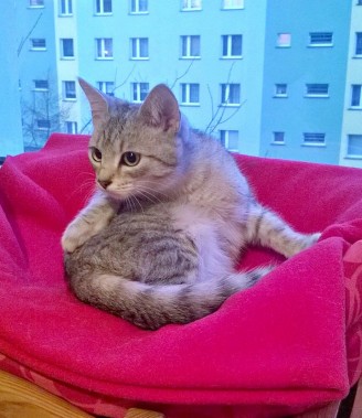 Kotek do adopcji
