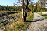 wycięcie części trzcin pod lustro wody deszczowej pozwoli na wizualną ocenę czystości wody