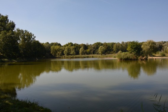 Rzęsa