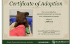 Uczniowie z SP nr 16 pomogli adoptować... koalę