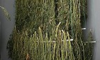 Znowu znaleziono plantację konopii