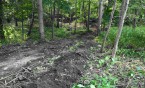 Przy Alei Młodych powstaje park leśny