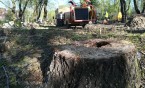 Wycinka starych, spróchniałych topoli na skwerze przy ul. Waryńskiego