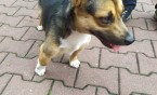 Piesek czeka na właściciela
