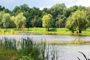 Staw RZĘSA