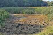 naturalna filtracja deszczówki odbywać się będzie w trzcinowisku.