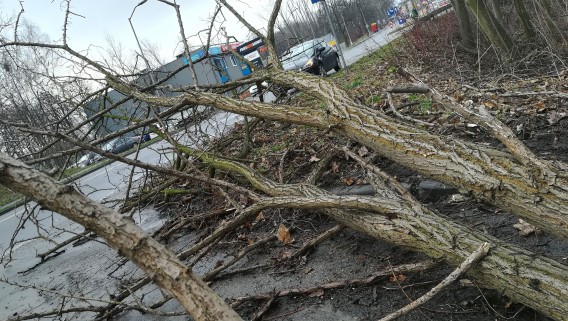 Wiejący wiatr stwarza zagrożenie zarówno dla pieszych jak i kierowców.