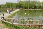 Staw RZĘSA