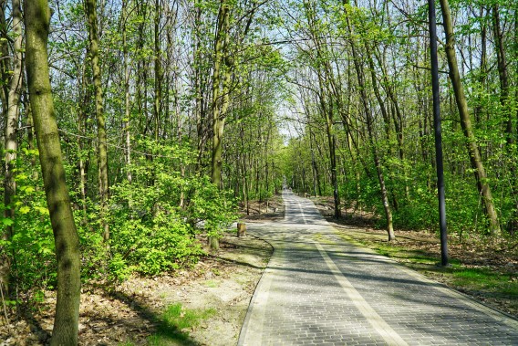 Sprzątanie Lasku Bytkowskiego