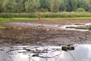 Tak wyglądał staw kilka miesięcy temu