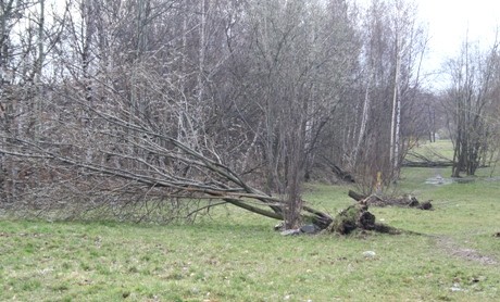 Powalone drzewa