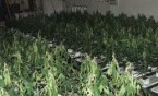 Zlikwidowano plantację wartą 350 tys. zł