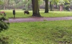 Dziki w mieście