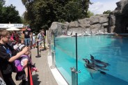 Pingwiny w chorzowskim ZOO