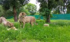 Siemianowiccy podopieczni