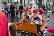 Mikołaj w towarzystwie małych elfów w swym zaprzęgu zmierza do sceny