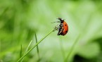 SCK zachęca do obcowania z naturą
