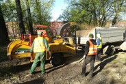 Stare, wiekowe topole, spróchniałe w środku, groziły przewróceniem.