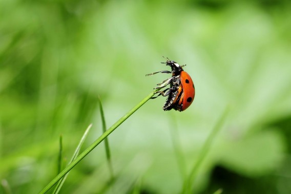 Natura