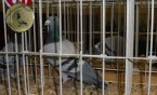 Wystawa gołębi pocztowych w "Chemiku"