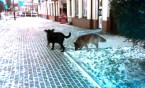 Czworonożni wandale namierzeni