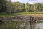 Staw Rzęsa